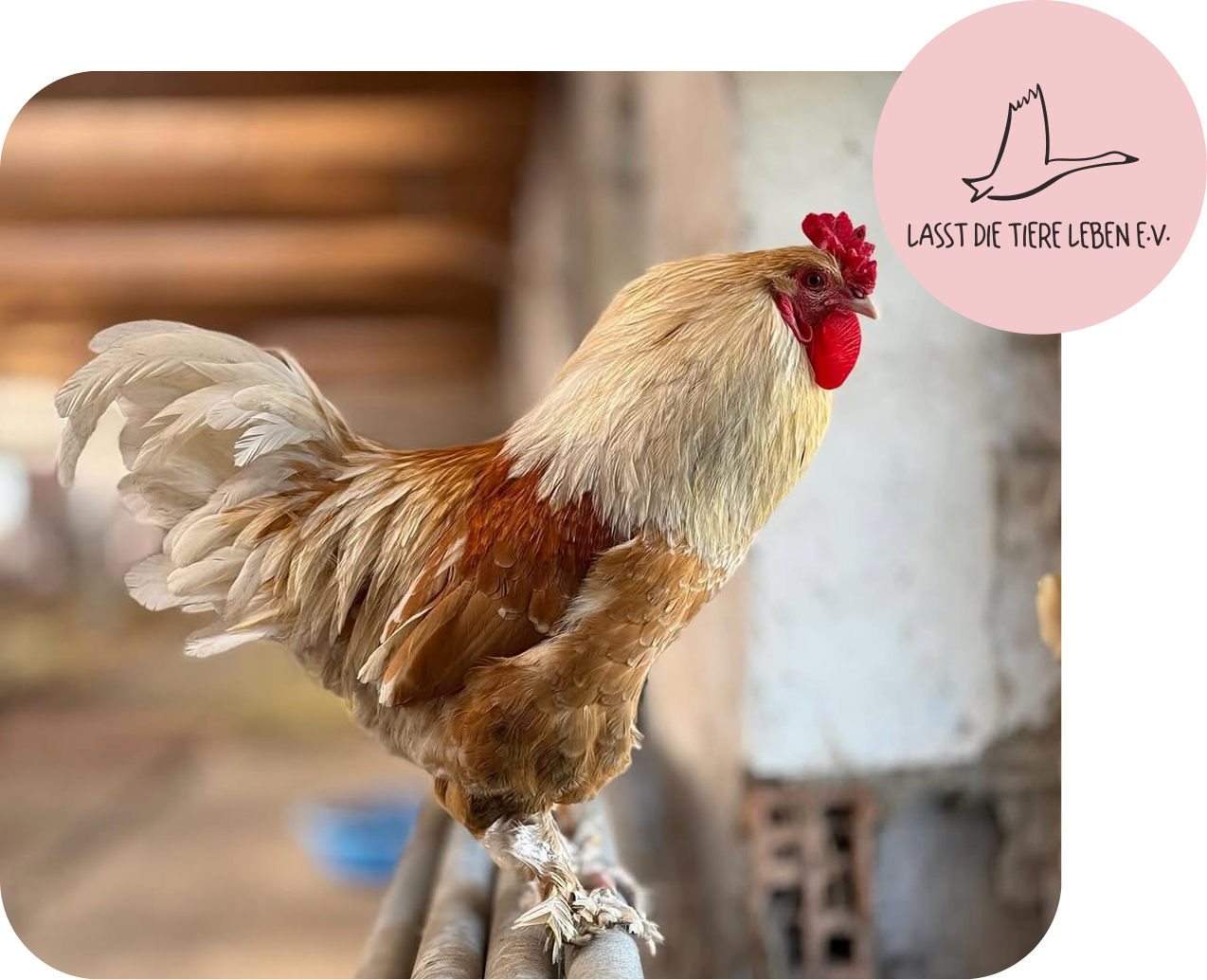 Die Vegane Fleischerei